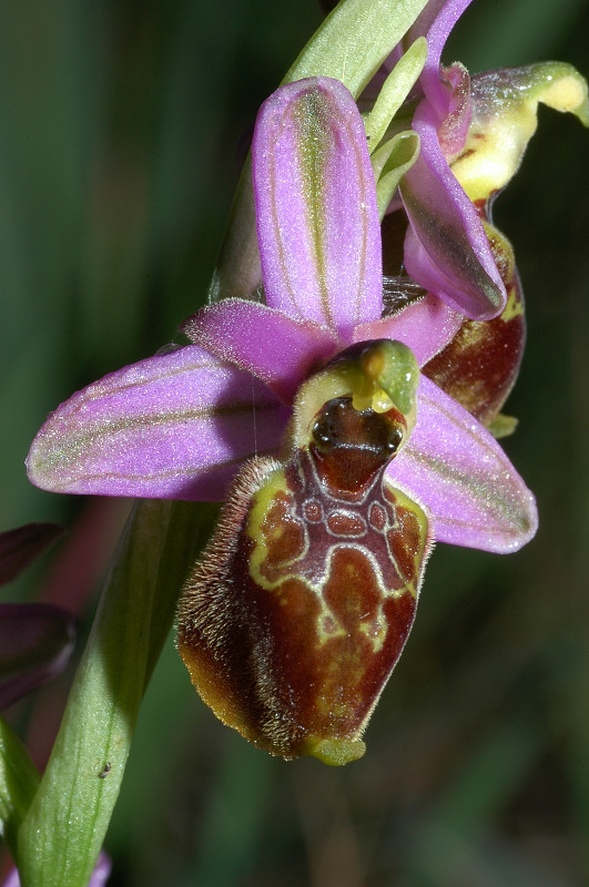 Le orchidee selvatiche spontanee di Ostia